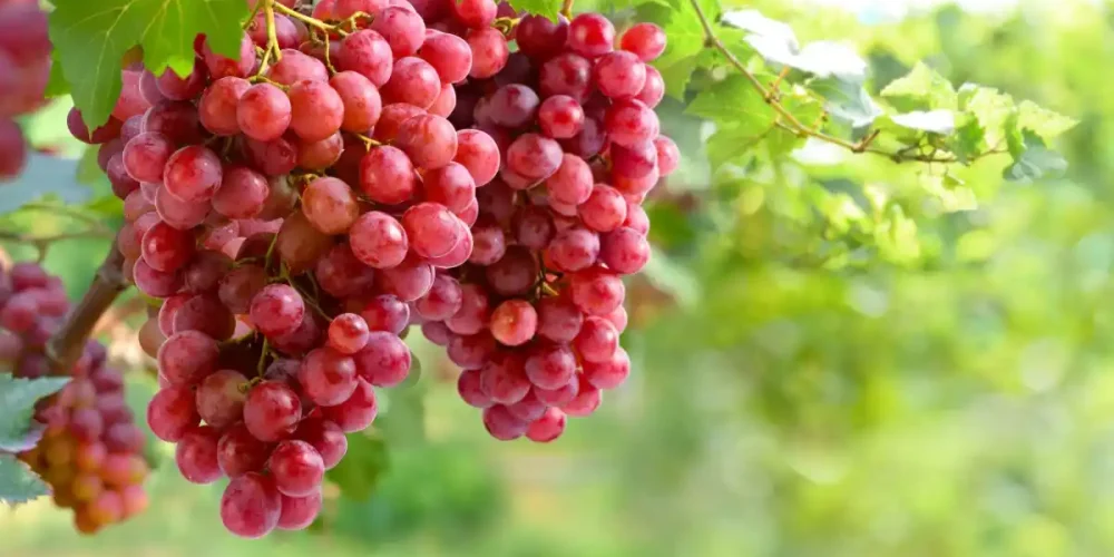 Crimson, το κόκκινο σταφύλι χωρίς κουκούτσι που ξεχωρίζει για την τραγανή υφή του