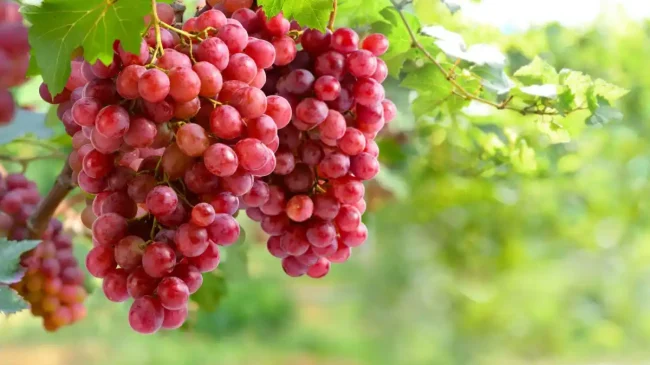 Crimson, το κόκκινο σταφύλι χωρίς κουκούτσι που ξεχωρίζει για την τραγανή υφή του