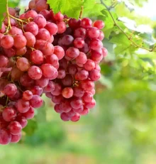 Crimson, το κόκκινο σταφύλι χωρίς κουκούτσι που ξεχωρίζει για την τραγανή υφή του