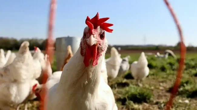 Γρίπη των πτηνών, νέα μέτρα πρόληψης από EFSA και Κομισιόν