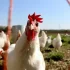 Γρίπη των πτηνών, νέα μέτρα πρόληψης από EFSA και Κομισιόν