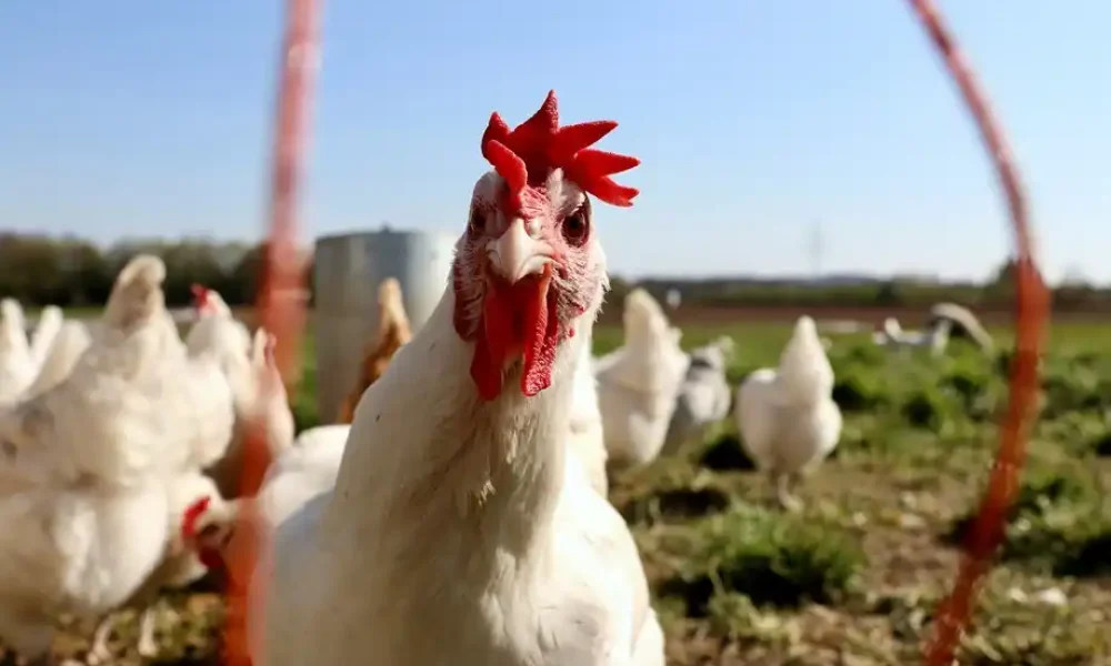Γρίπη των πτηνών, νέα μέτρα πρόληψης από EFSA και Κομισιόν