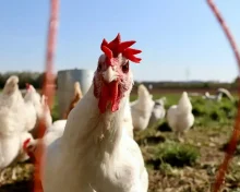 Γρίπη των πτηνών, νέα μέτρα πρόληψης από EFSA και Κομισιόν
