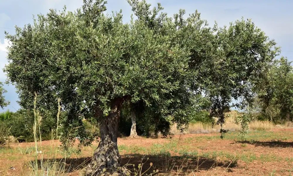 Πολυετής σχεδιασμός για την προμήθεια υλικών δακοκτονίας