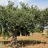 Πολυετής σχεδιασμός για την προμήθεια υλικών δακοκτονίας