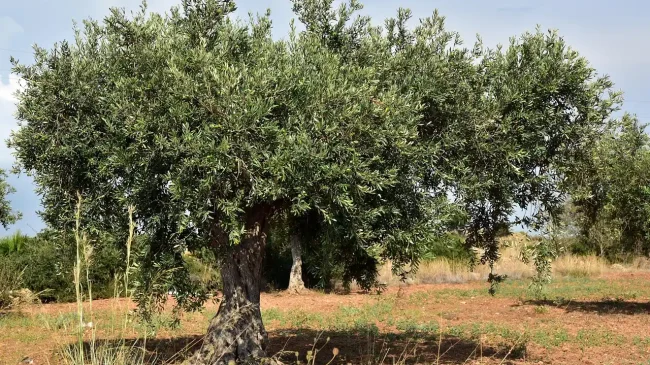 Πολυετής σχεδιασμός για την προμήθεια υλικών δακοκτονίας