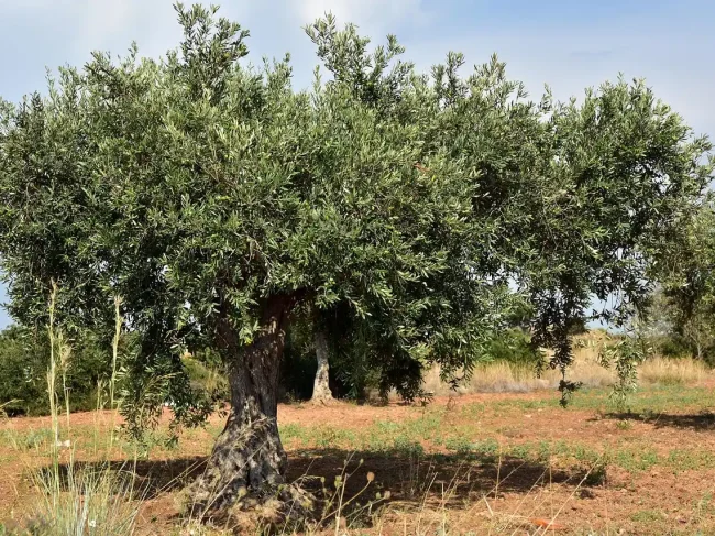 Πολυετής σχεδιασμός για την προμήθεια υλικών δακοκτονίας