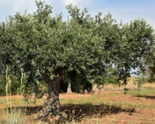Πολυετής σχεδιασμός για την προμήθεια υλικών δακοκτονίας