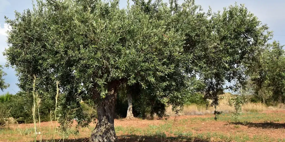 Πολυετής σχεδιασμός για την προμήθεια υλικών δακοκτονίας