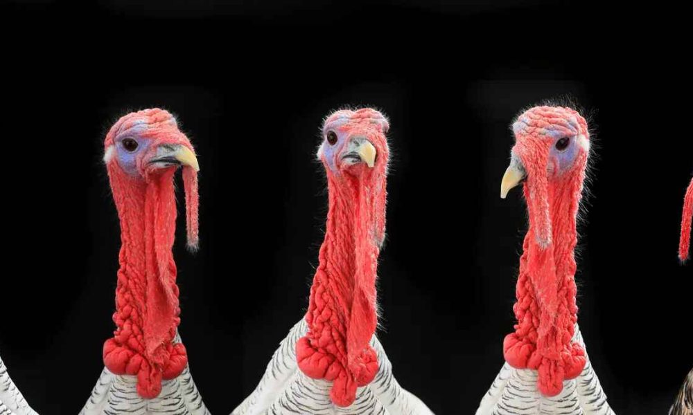 Γρίπη των πτηνών: αναμένονται νέα κρούσματα στην Ευρώπη έως το τέλος του χειμώνα