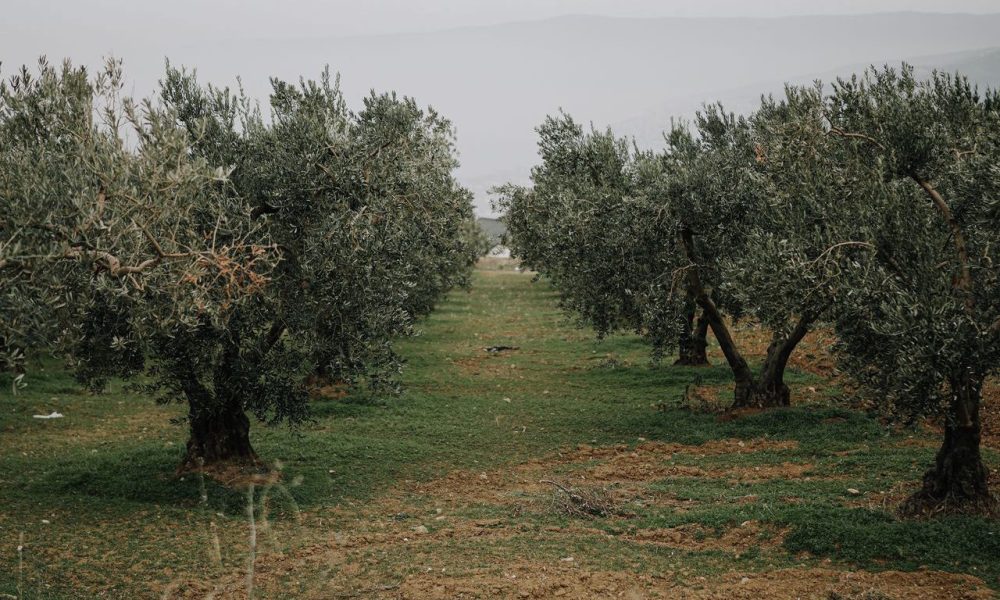 Ισπανοί ερευνητές παρουσιάζουν τρεις νέες ποικιλίες ελιάς ανθεκτικές στον καταστροφικό μύκητα του εδάφους