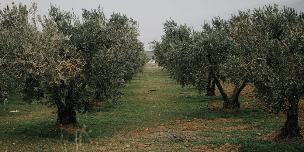 Ισπανοί ερευνητές παρουσιάζουν τρεις νέες ποικιλίες ελιάς ανθεκτικές στον καταστροφικό μύκητα του εδάφους