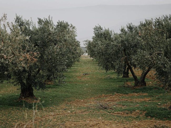 Ισπανοί ερευνητές παρουσιάζουν τρεις νέες ποικιλίες ελιάς ανθεκτικές στον καταστροφικό μύκητα του εδάφους