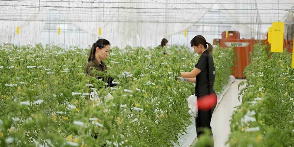 Καινοτομίες στην τεχνολογία τροφίμων της Ιαπωνίας