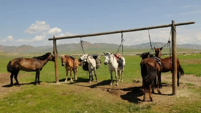 Το κιμίς, το παραδοσιακό ρόφημα από γάλα φοράδας που αντέχει χιλιάδες χρόνια