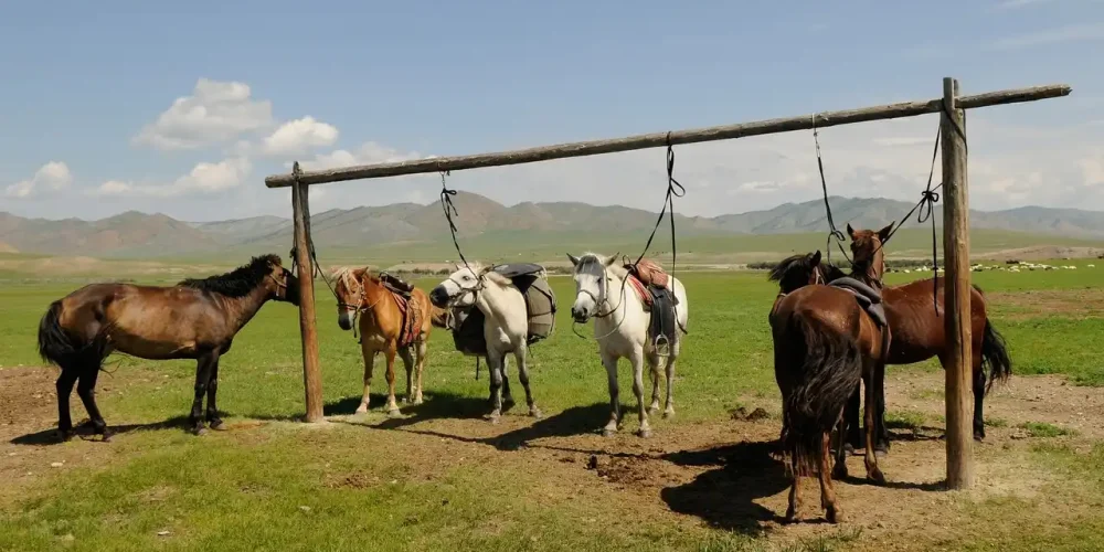 Το κιμίς, το παραδοσιακό ρόφημα από γάλα φοράδας που αντέχει χιλιάδες χρόνια