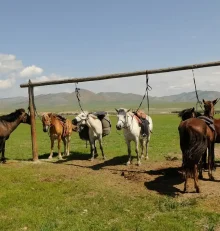 Το κιμίς, το παραδοσιακό ρόφημα από γάλα φοράδας που αντέχει χιλιάδες χρόνια
