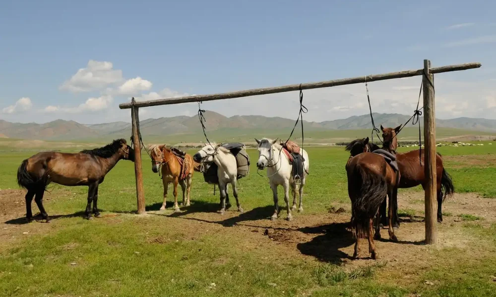 Το κιμίς, το παραδοσιακό ρόφημα από γάλα φοράδας που αντέχει χιλιάδες χρόνια