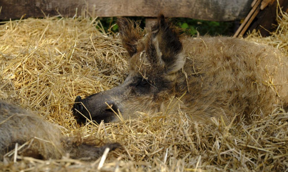 Mangalica το γουρουνοπρόβατο της Ουγγαρίας