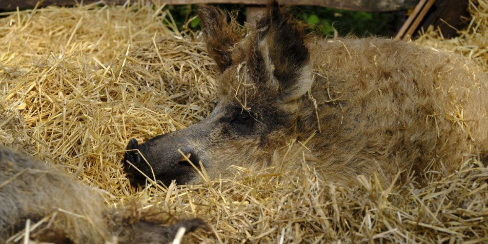 Mangalica το γουρουνοπρόβατο της Ουγγαρίας