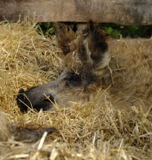 Mangalica το γουρουνοπρόβατο της Ουγγαρίας