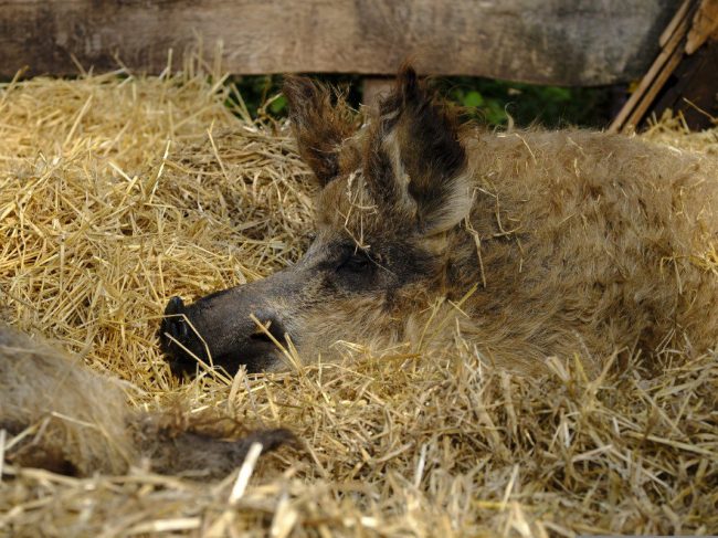 Mangalica το γουρουνοπρόβατο της Ουγγαρίας