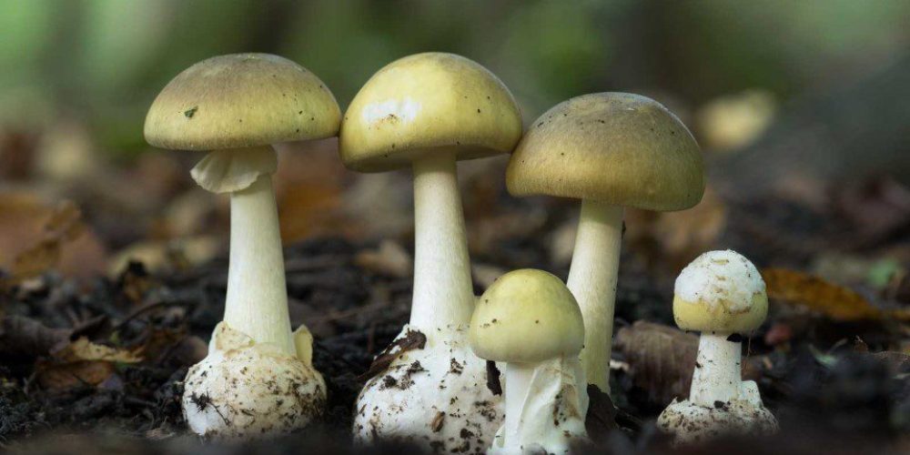 Μεγάλη προσοχή, τοξικό μανιτάρι μεταμφιεσμένο σε …βρώσιμο!