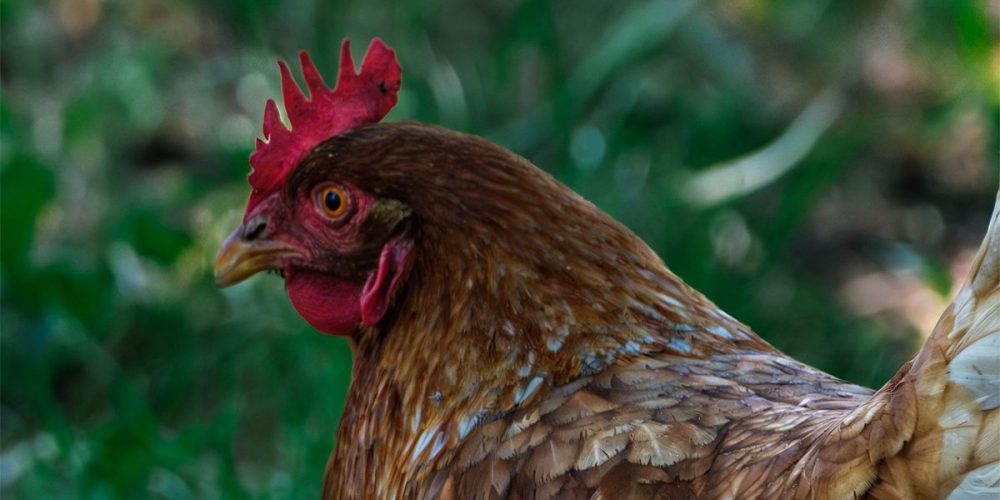 Μείωση στα κρούσματα γρίπης των πτηνών στην ΕΕ