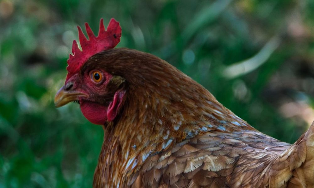 Μείωση στα κρούσματα γρίπης των πτηνών στην ΕΕ