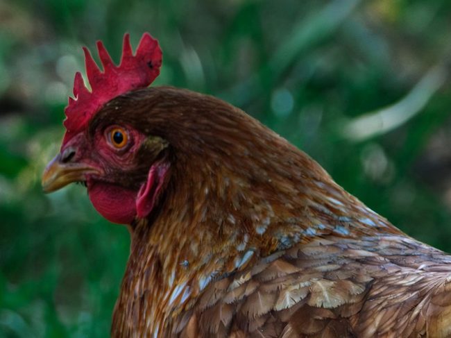 Μείωση στα κρούσματα γρίπης των πτηνών στην ΕΕ