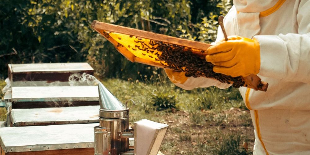 Συστήνεται Επιστημονική Ομάδα Εργασίας για το Ελληνικό Μέλι και τα Μελισσοκομικά Προϊόντα