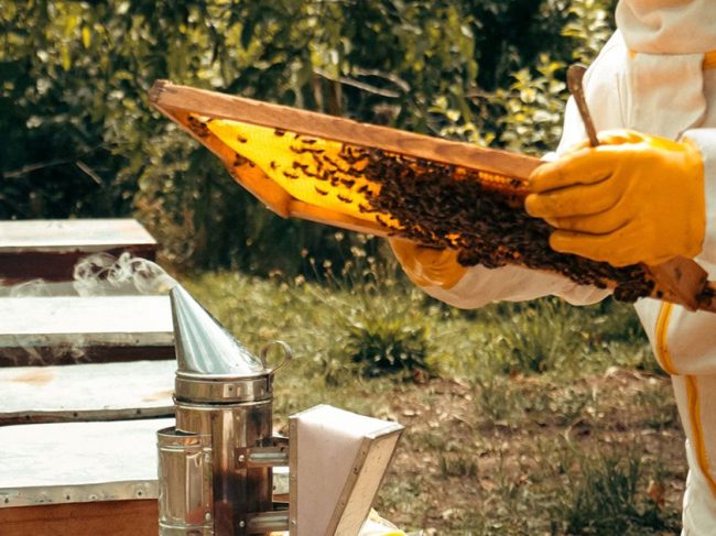 Συστήνεται Επιστημονική Ομάδα Εργασίας για το Ελληνικό Μέλι και τα Μελισσοκομικά Προϊόντα