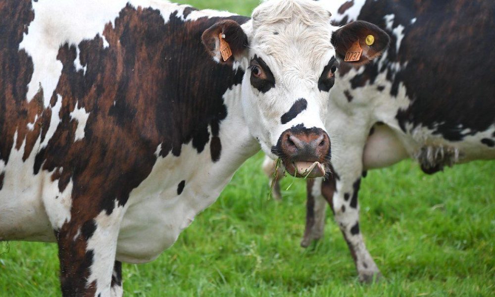 Μικρή η πιθανότητα μεταφοράς της γρίπης των πτηνών από βοοειδή των ΗΠΑ στην Ευρώπη – Σε εγρήγορση οι αρχές