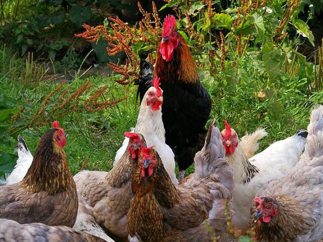 #NoBirdFlu: σαφείς ανακοινώσεις για καλύτερη βιοασφάλεια