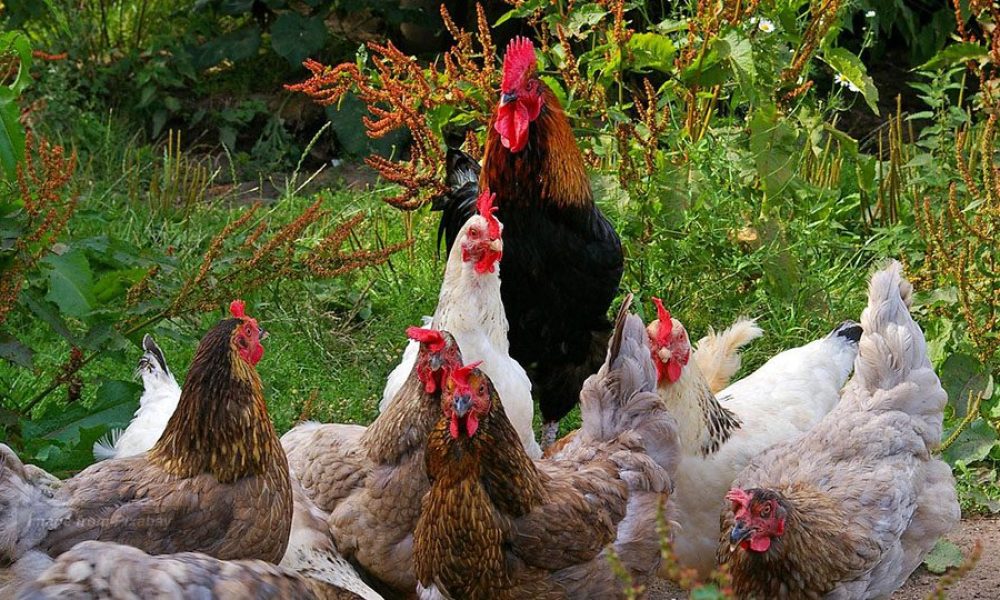 #NoBirdFlu: σαφείς ανακοινώσεις για καλύτερη βιοασφάλεια