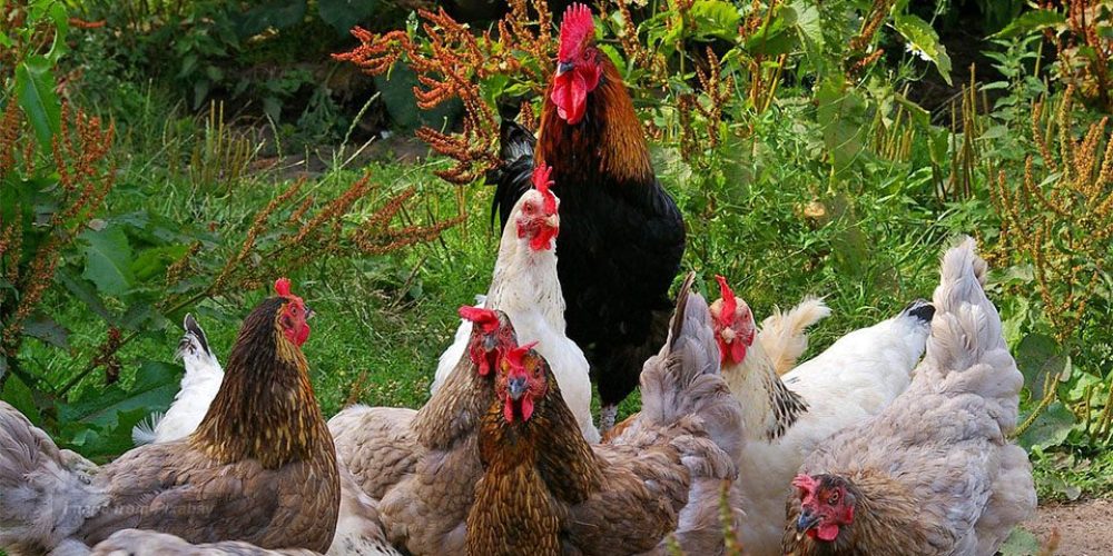 #NoBirdFlu: σαφείς ανακοινώσεις για καλύτερη βιοασφάλεια