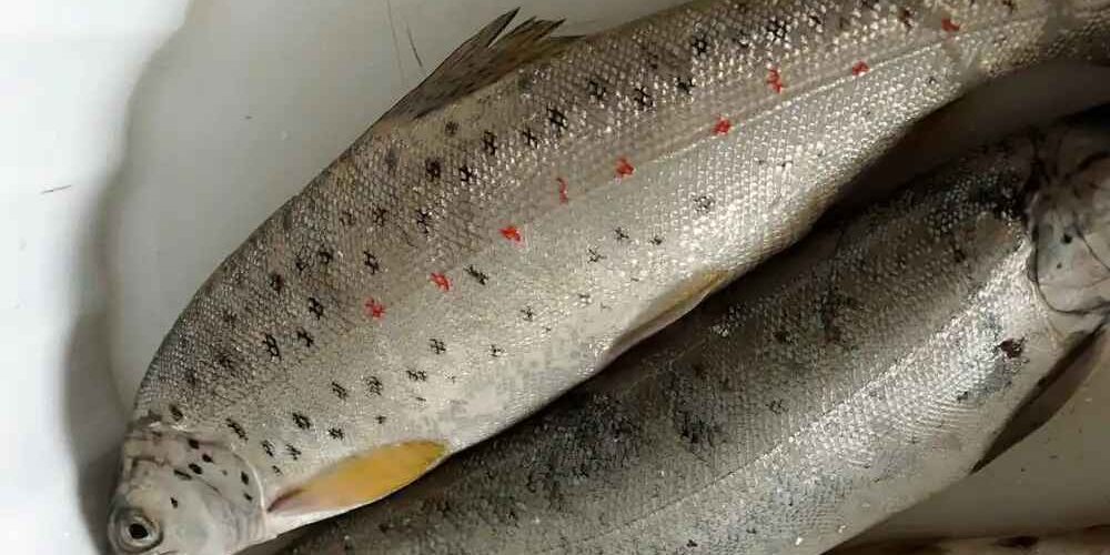 Ο βασιλιάς της λίμνης Οχρίδας είναι …πέστροφα!