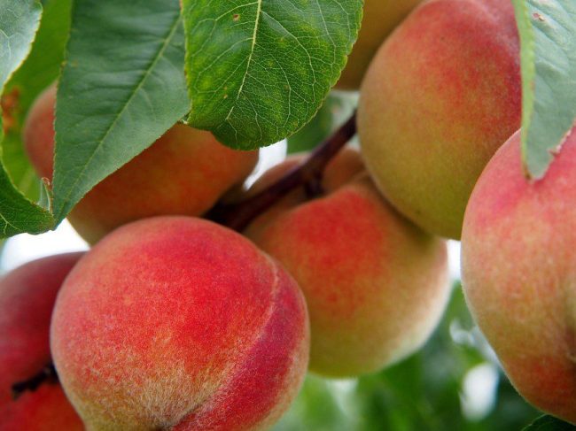 Στρατηγική προτεραιότητα η ενίσχυση της φυτικής παραγωγής και της ανταγωνιστικότητας των ελληνικών φρούτων