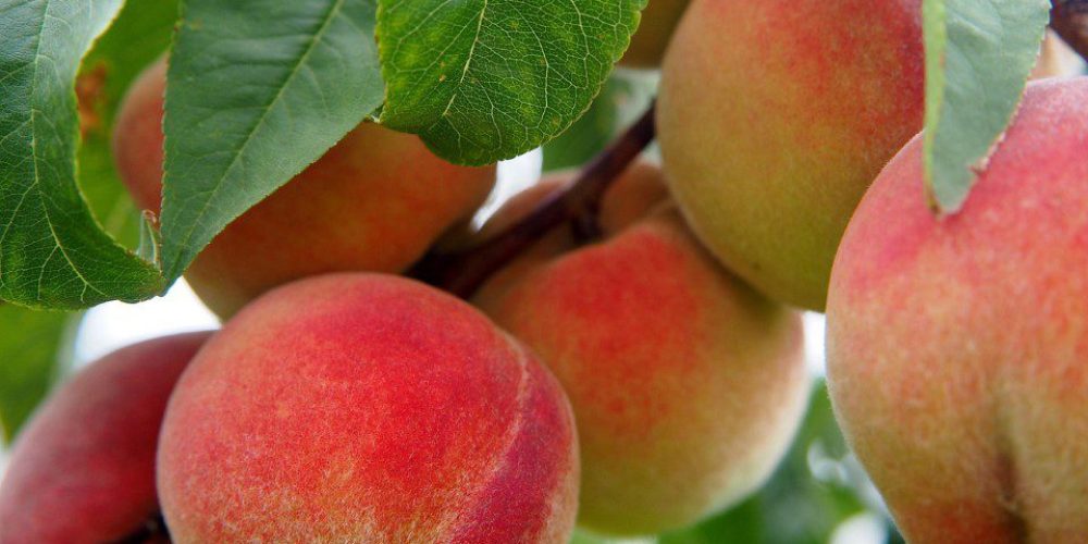 Στρατηγική προτεραιότητα η ενίσχυση της φυτικής παραγωγής και της ανταγωνιστικότητας των ελληνικών φρούτων