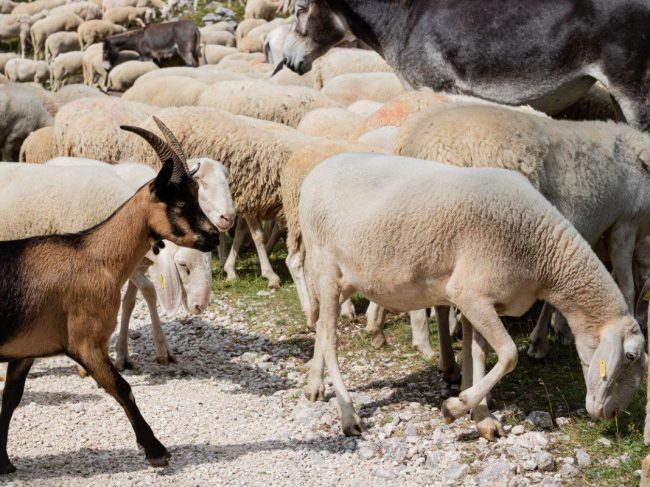 Ξεκινά πιλοτικά το νέο ψηφιακό σύστημα ιχνηλάτησης αιγοπροβάτων