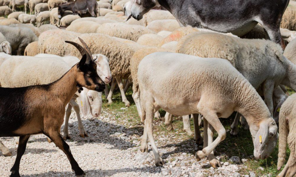 Ξεκινά πιλοτικά το νέο ψηφιακό σύστημα ιχνηλάτησης αιγοπροβάτων