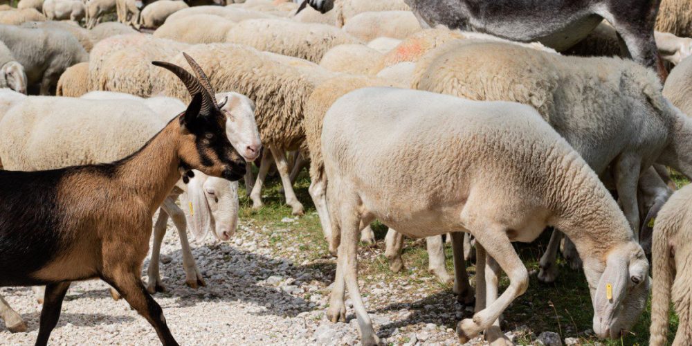 Ξεκινά πιλοτικά το νέο ψηφιακό σύστημα ιχνηλάτησης αιγοπροβάτων