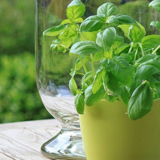 Βινεγκρέτ βασιλικού