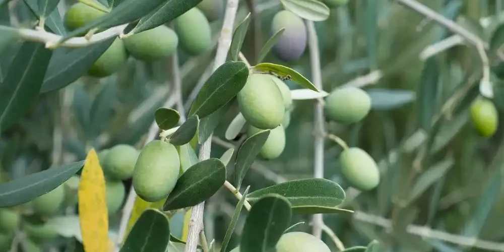 Αναγκαίο βήμα η εγγραφή στο Ελαιοκομικό Μητρώο