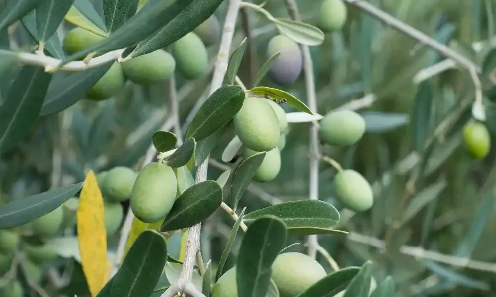 Αναγκαίο βήμα η εγγραφή στο Ελαιοκομικό Μητρώο