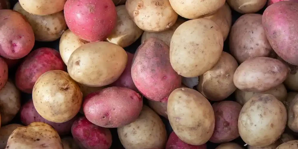 Πατάτα Vs Γλυκοπατάτα