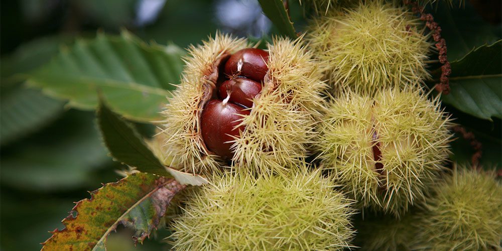 Το κάστανο στη μαγειρική