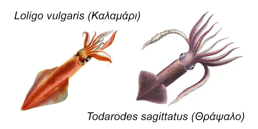 Καλαμάρι ή θράψαλο, διαφορές!