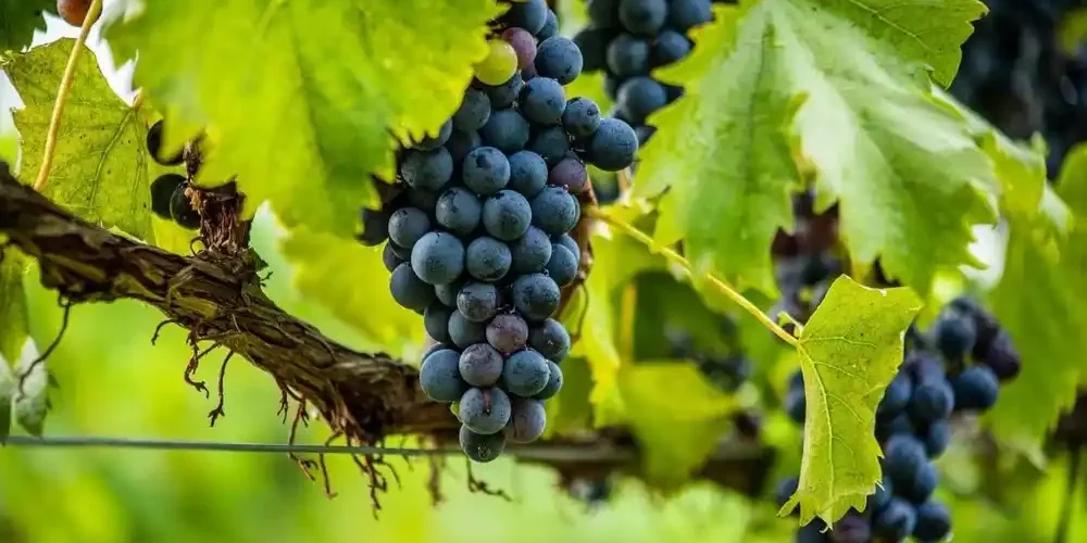 Χρηματοδότηση 14,2 εκατ. ευρώ για την προώθηση του ελληνικού οίνου στο εξωτερικό